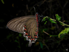 Parides bunichus