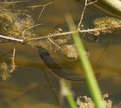Melanotaenia splendida splendida