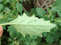 Solanum retroflexum