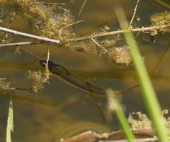Melanotaenia splendida splendida