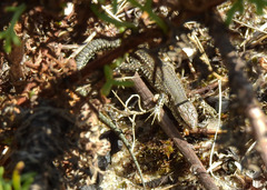 Podarcis carbonelli carbonelli