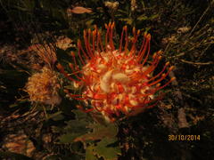 Leucospermum pluridens
