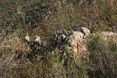 Crassula arborescens arborescens