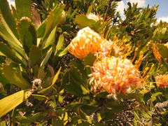 Leucospermum pluridens