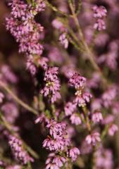 Erica quadrifida