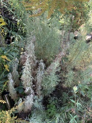 Artemisia alba