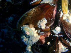 Fissurella mutabilis