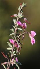 Indigofera pilgeriana
