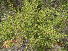 Cliffortia ramosissima