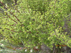 Cliffortia ramosissima