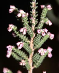 Erica uysii