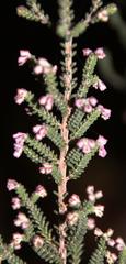Erica uysii