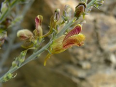 Linaria ventricosa
