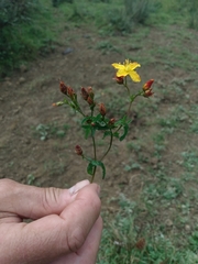 Hypericum undulatum