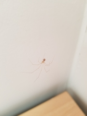 Micropholcus fauroti