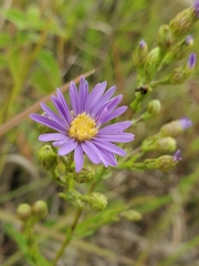 Symphyotrichum laeve