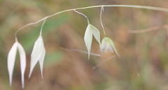Avena sativa