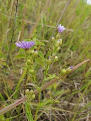 Symphyotrichum laeve