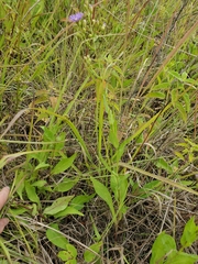 Symphyotrichum laeve