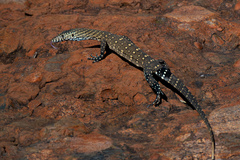 Varanus giganteus