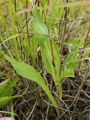 Symphyotrichum laeve
