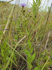 Symphyotrichum laeve