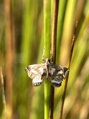 Chrysendeton kimballi