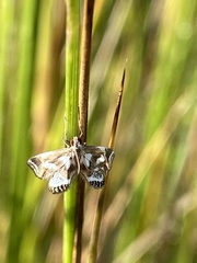 Chrysendeton kimballi