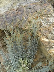 Linaria ventricosa