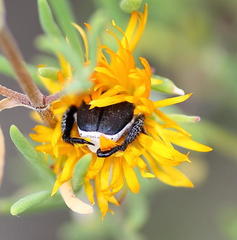 Drosanthemum acuminatum