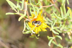 Drosanthemum acuminatum