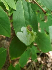Leucanthiza dircella