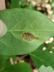 Leucanthiza dircella