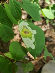 Leucanthiza dircella