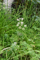Ostericum tenuifolium