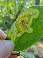Leucanthiza dircella