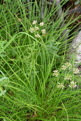 Ostericum tenuifolium