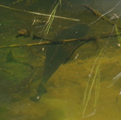 Hephaestus fuliginosus