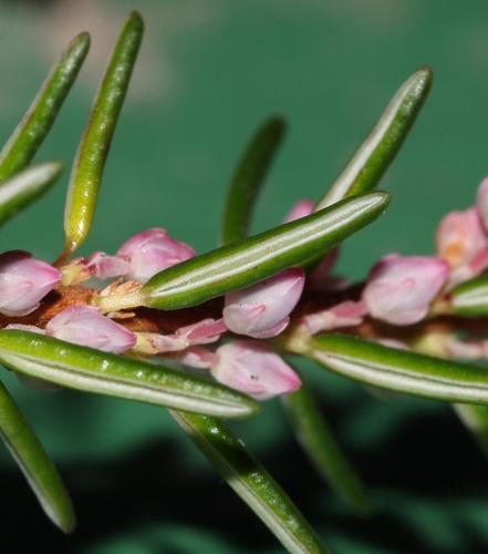 Erica priorii