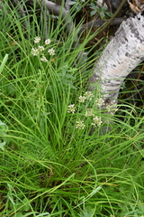 Ostericum tenuifolium
