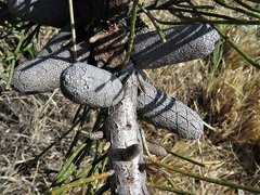 Allocasuarina helmsii