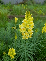Linaria vulgaris