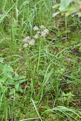 Ostericum tenuifolium