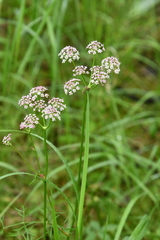 Ostericum tenuifolium