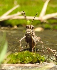 Trilophidia annulata