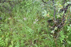 Ostericum tenuifolium