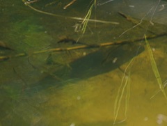 Hephaestus fuliginosus