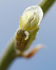 Psoralea striata