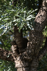 Cussonia paniculata sinuata