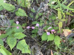 Hylodesmum glutinosum